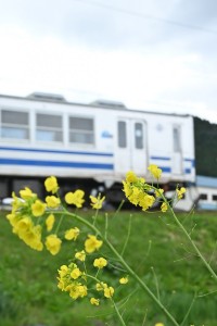 菜の花越しの７０００系