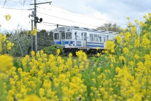 リンゴの花の白と菜の花の黄色と津軽の春が楽しめる鉄道旅でした