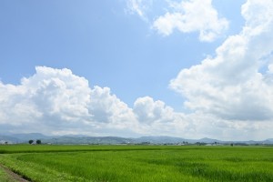 田んぼアート駅付近にて。夏の白い雲と青空と緑の田んぼと。
