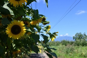 遠くには岩木山も見える素敵なロケーションの駅です。