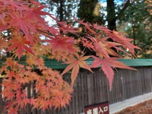 ロケ日は１１月１１日。紅葉も燃えるように色づいていました。