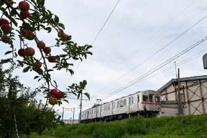 これからますます色づきが続くであろうリンゴと　※園地の方の許可を得て撮影しています