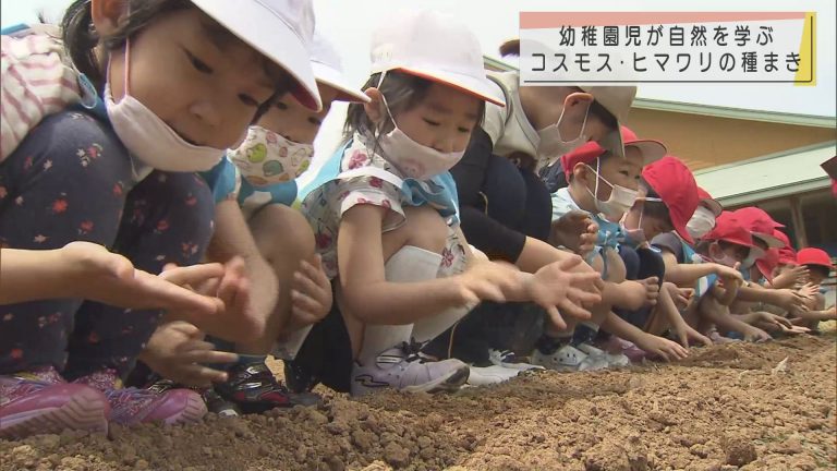 Abaニュース 青森市の幼稚園児がコスモスとヒマワリ 初めての種まき Abaニュース 青森市の幼稚園児がコスモスとヒマワリ 初めての種まき