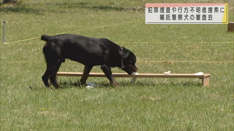 Abaニュース 犯罪捜査や行方不明者捜索に 青森市で嘱託警察犬の審査会 Abaニュース 犯罪捜査や行方不明者捜索に 青森市で嘱託警察犬の審査会