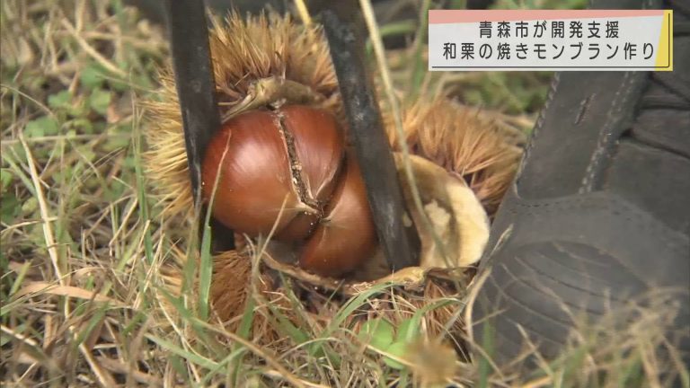 Abaニュース 青森市の新たな返礼品 青森縄文和栗の焼きモンブラン に使用する和栗の収穫