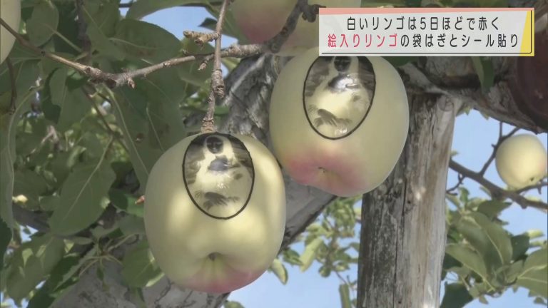 Abaニュース 白いリンゴは5日ほどで赤く 絵入りリンゴの袋はぎとシール貼り 弘前市 Abaニュース 白いリンゴは5日ほどで赤く 絵入りリンゴの袋はぎとシール貼り 弘前市