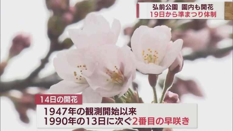 弘前公園　園内の桜開花　19日から準まつり体制に