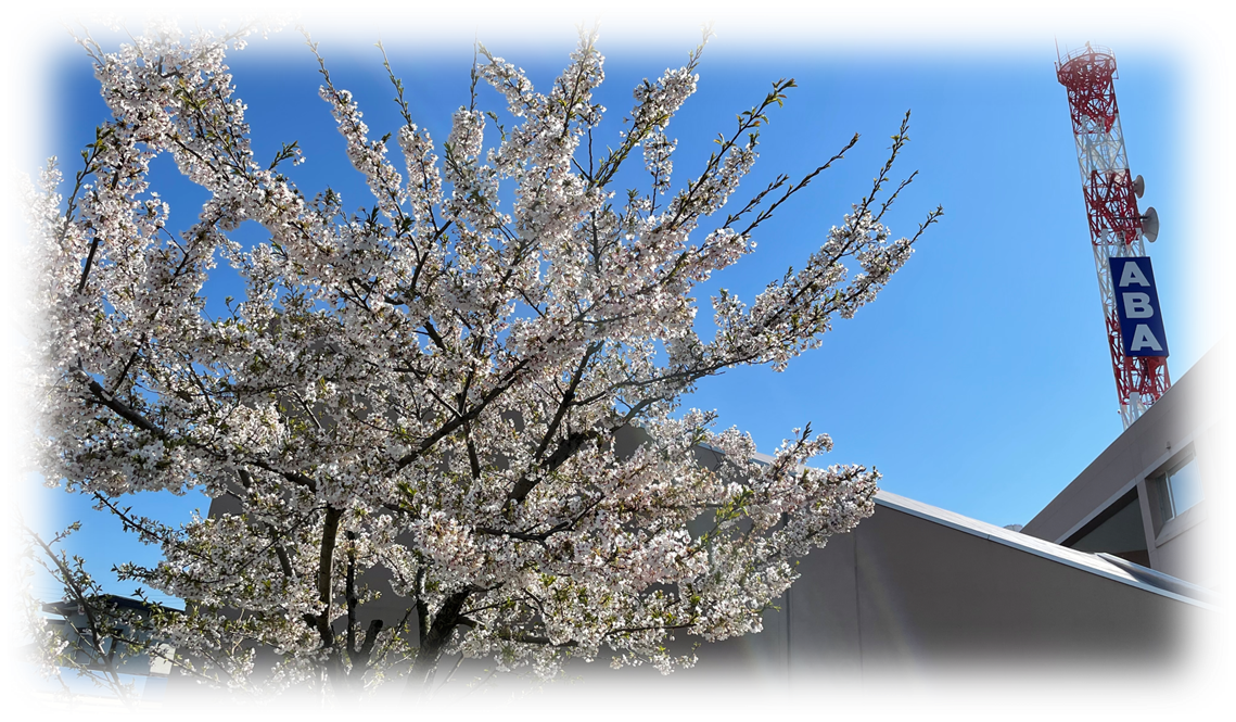 ABAの桜